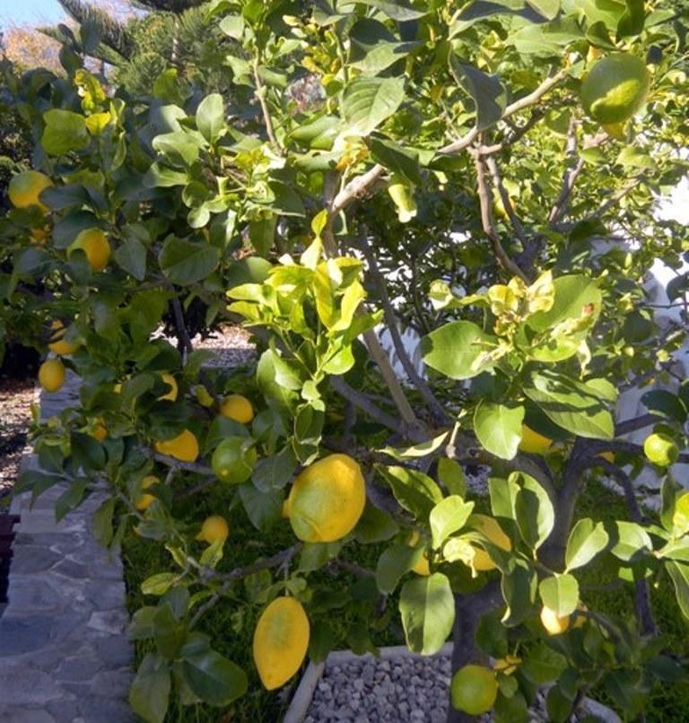 Les Mimosas Bed and Breakfast Mentona Zewnętrze zdjęcie